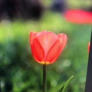 Meet your Posher, Roselyn